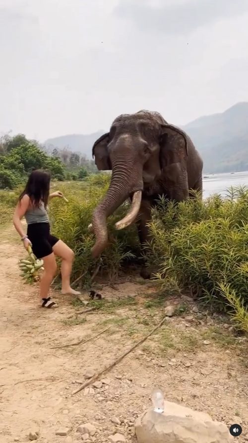 ช้างทำร้ายคน