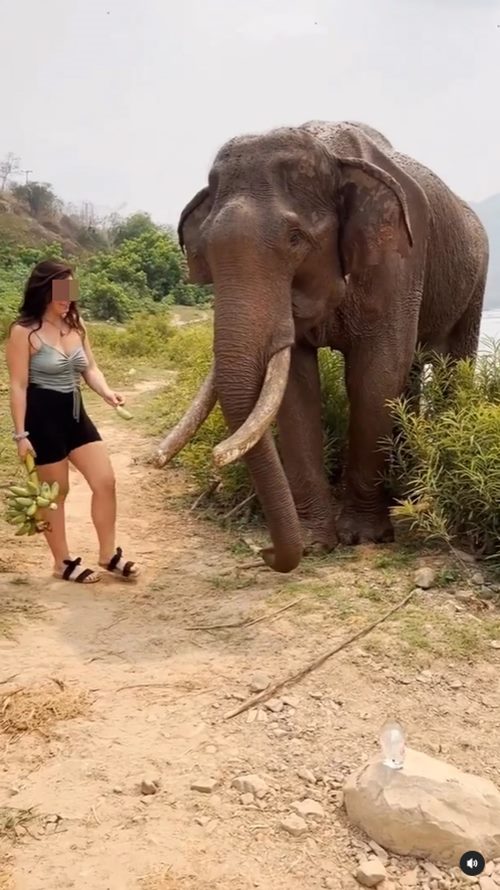 ช้างทำร้ายคน