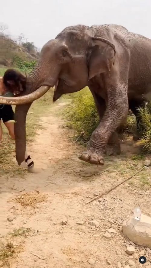 ช้างทำร้ายคน