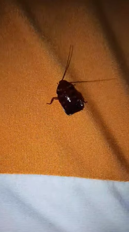 แมลงเข้าหู