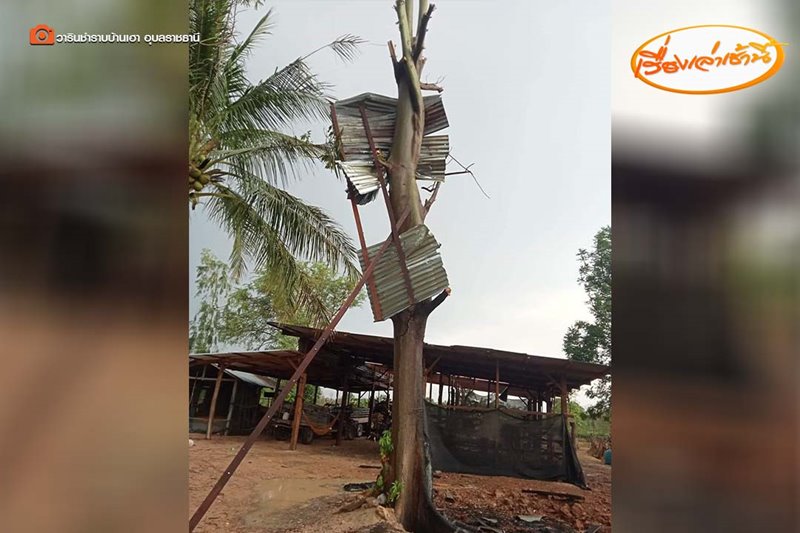 พายุฤดูร้อน