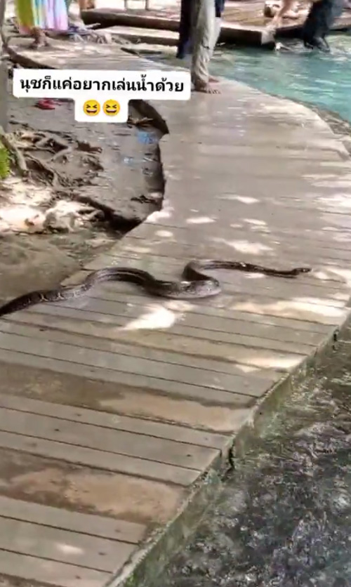 งูว่ายน้ำ
