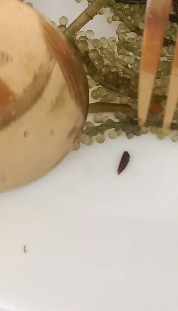 หนอนสาหร่ายพวงองุ่น