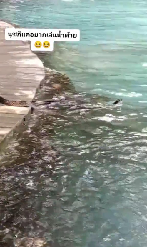 งูว่ายน้ำ