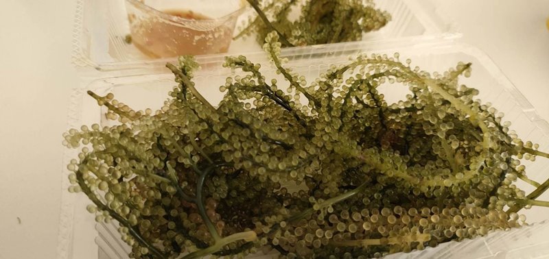 หนอนสาหร่ายพวงองุ่น