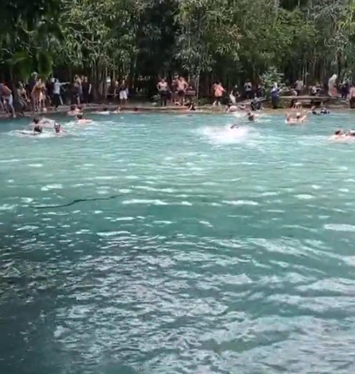 งูว่ายน้ำ