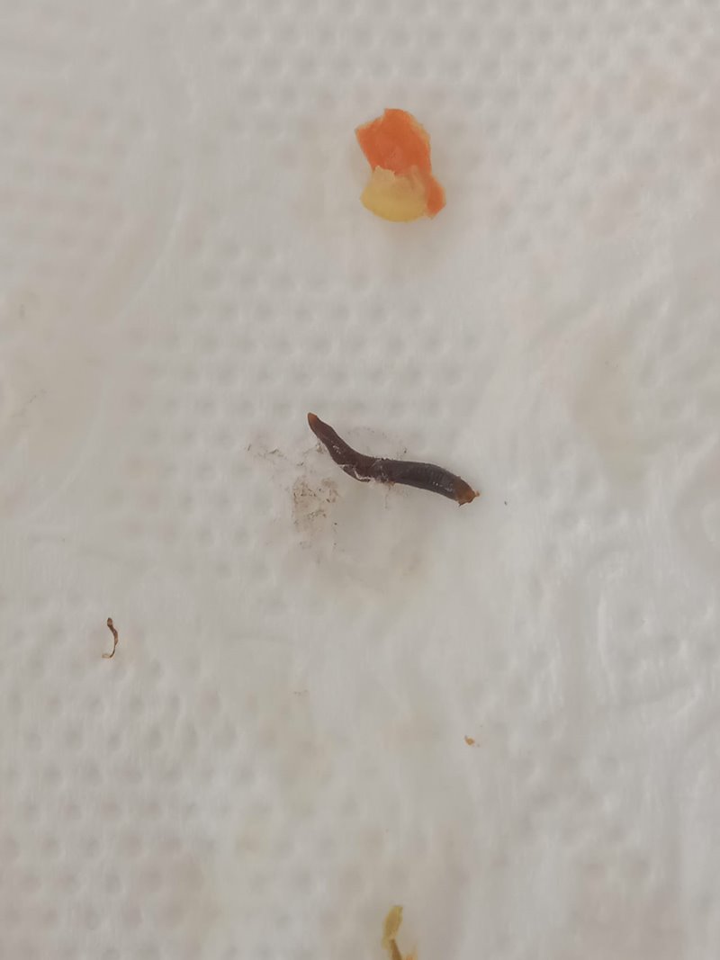 หนอนสาหร่ายพวงองุ่น