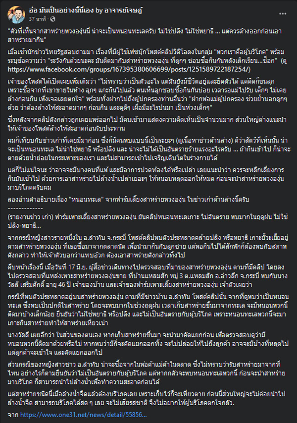 หนอนสาหร่ายพวงองุ่น