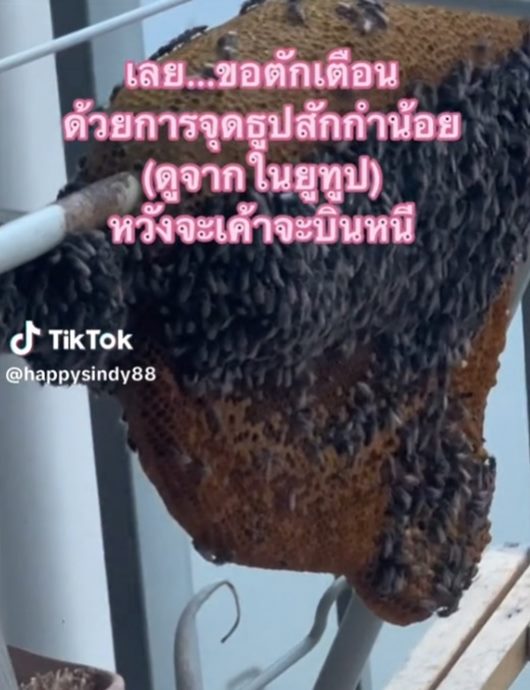 ผึ้งมาทำรังที่ระเบียง