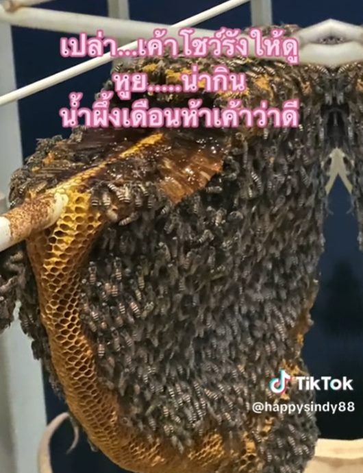 ผึ้งมาทำรังที่ระเบียง