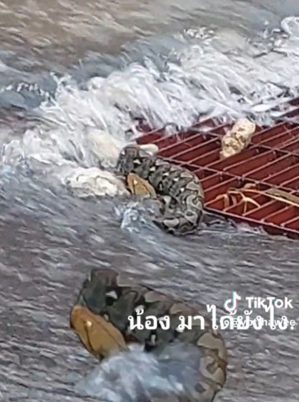 งูโผล่จากท่อระบายน้ำ