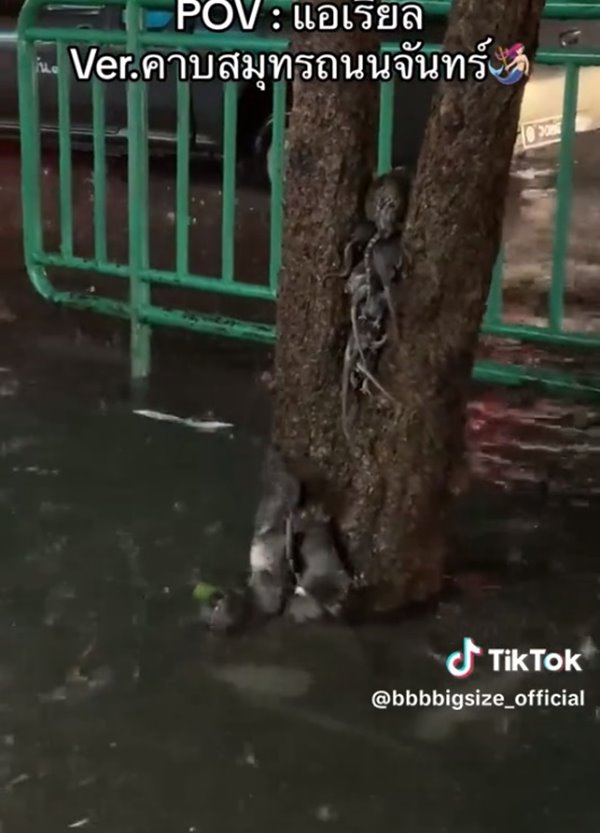 หนูหนีน้ำท่วม