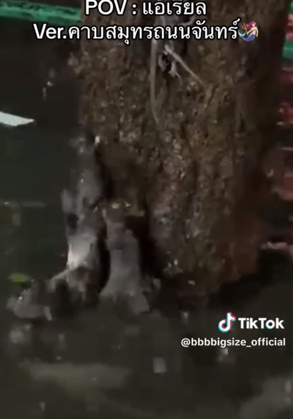 หนูหนีน้ำท่วม