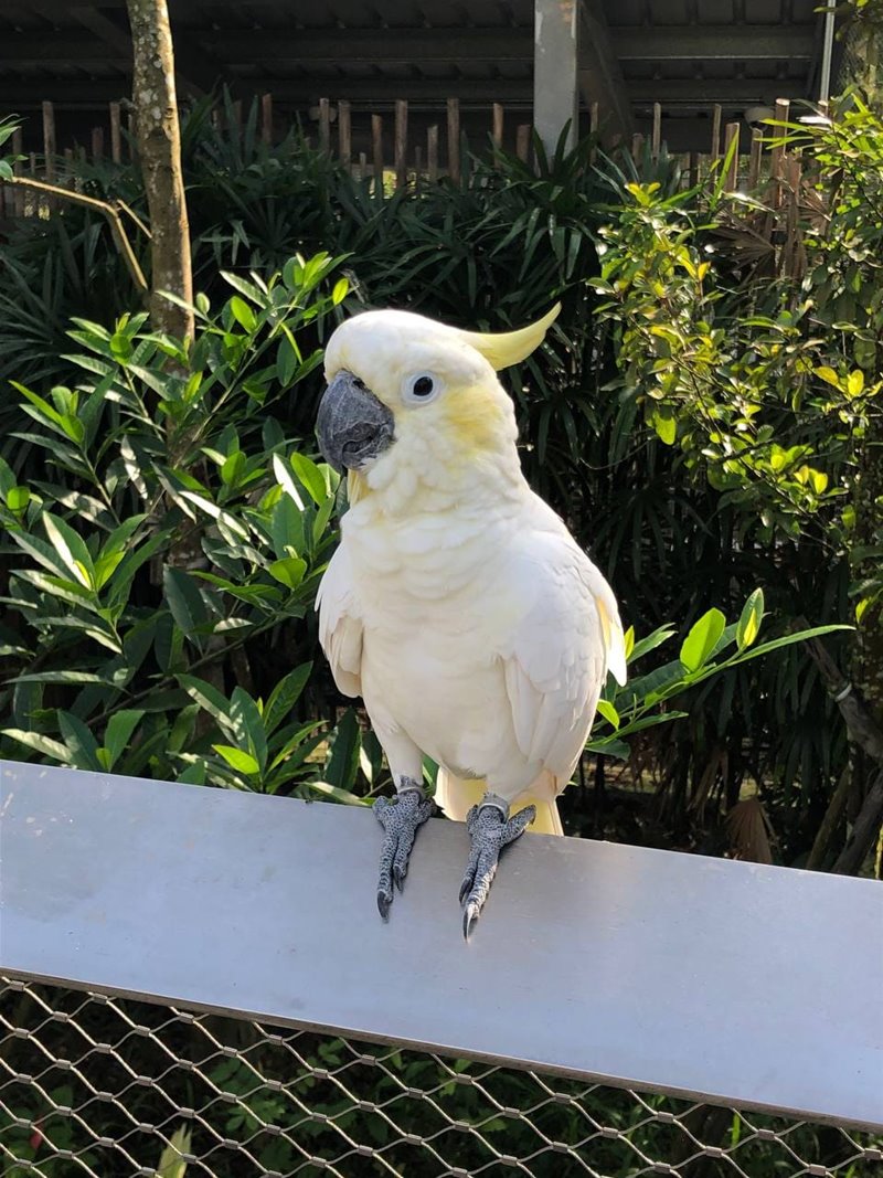 นกกัดเด็ก