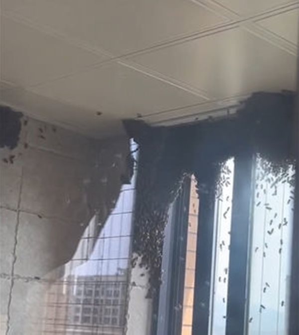 ผึ้งเข้าบ้าน