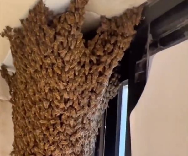 ผึ้งเข้าบ้าน