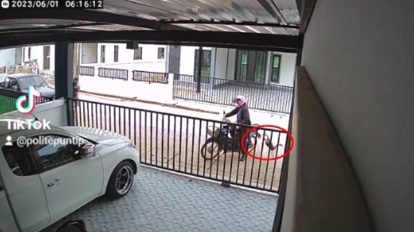 แมวซ้อนท้ายรถ