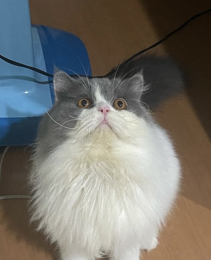 แมวตกใส่รถ