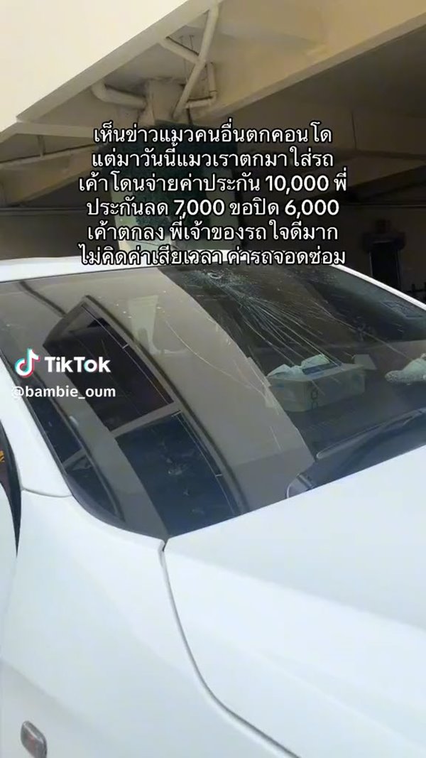 แมวตกใส่รถ