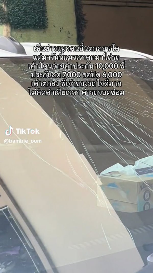 แมวตกใส่รถ