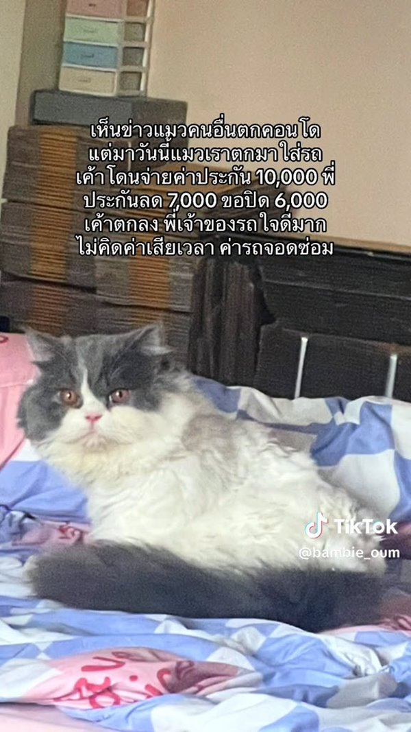 แมวตกใส่รถ