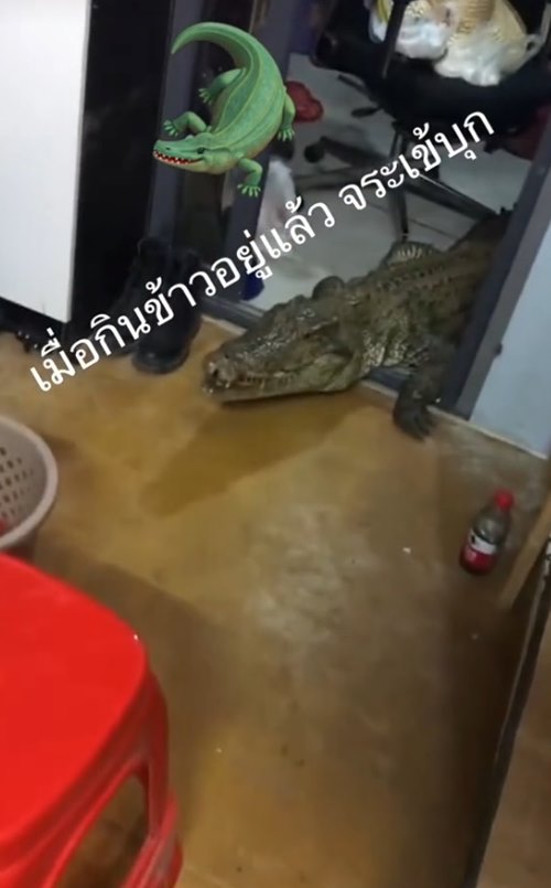 จระเข้บุกบ้าน