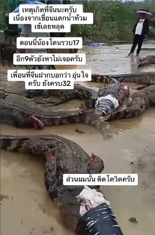 จระเข้บุกบ้าน