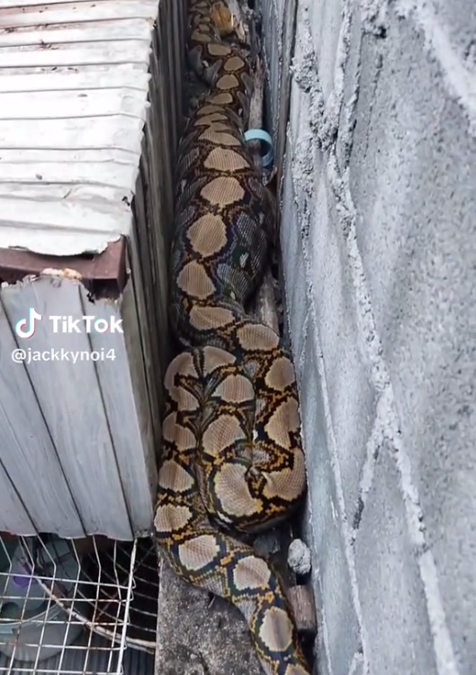 กู้ภัยจับงู