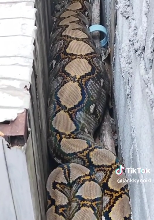 กู้ภัยจับงู