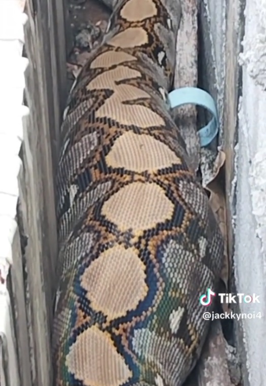 กู้ภัยจับงู