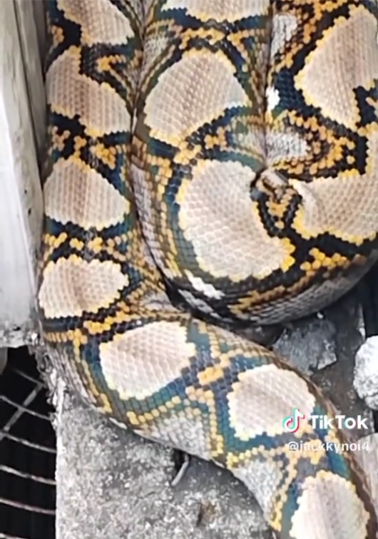 กู้ภัยจับงู