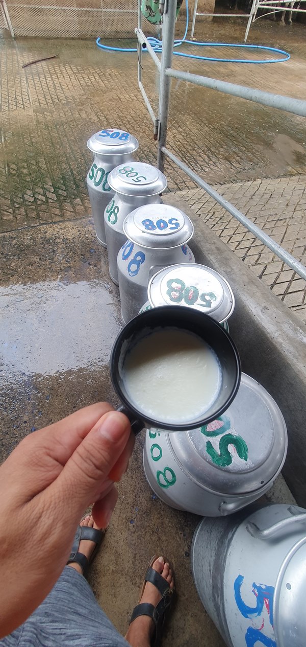 ฟาร์มโคนม 