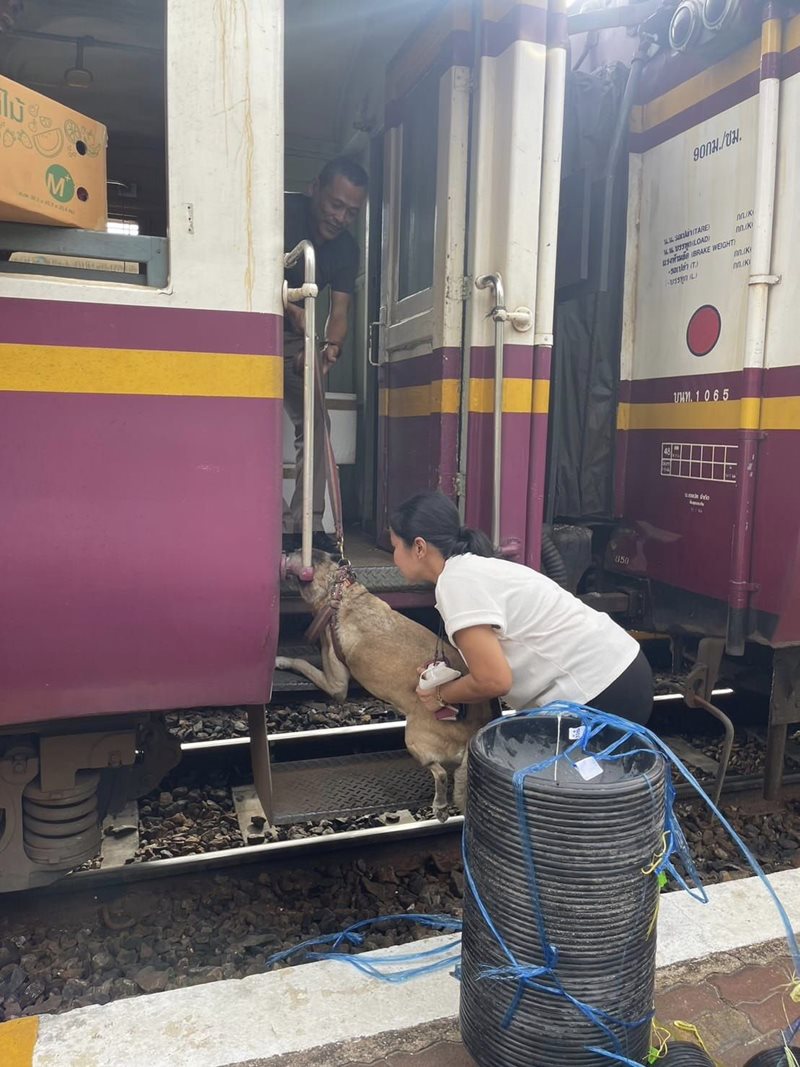 เจ้าหลง สุนัขหัวหิน