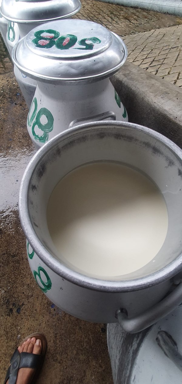 ฟาร์มโคนม 