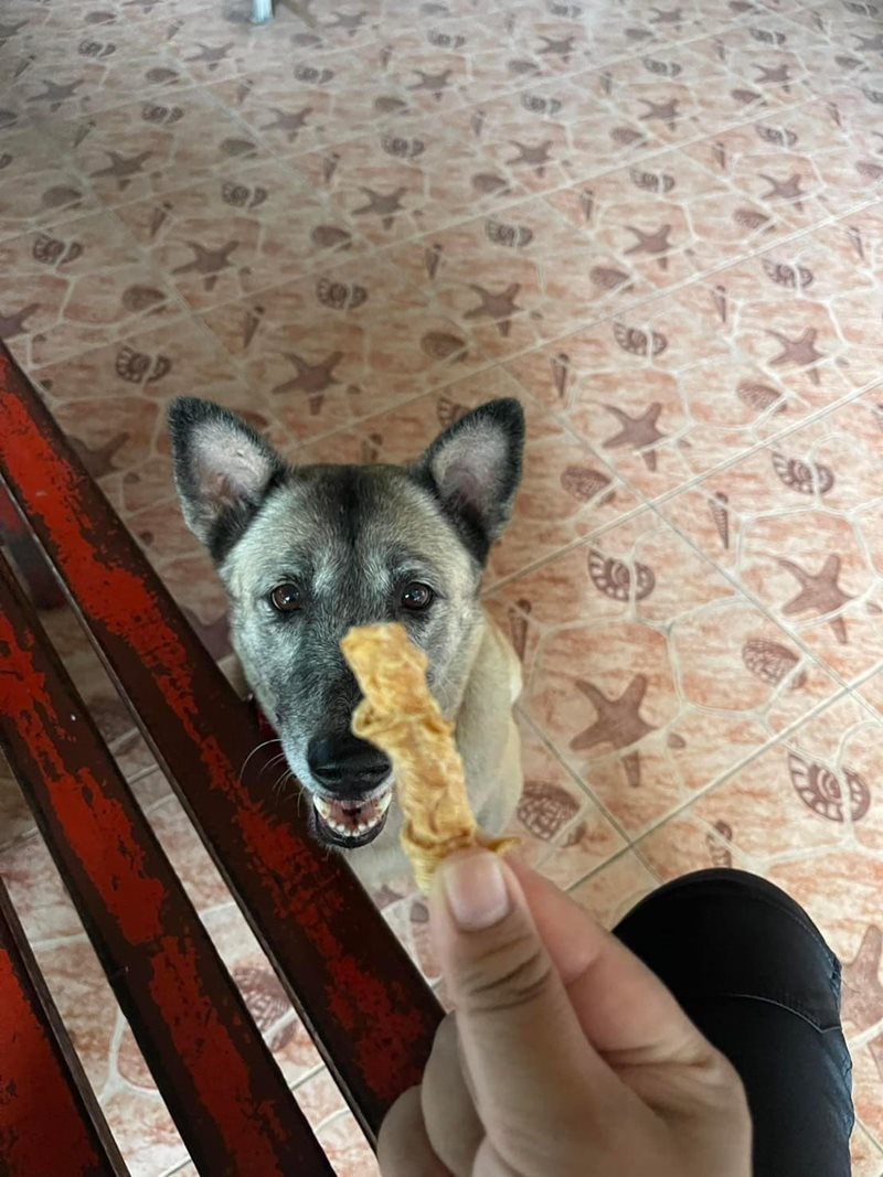 เจ้าหลง สุนัขหัวหิน