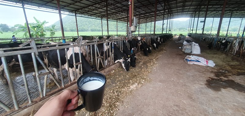 ฟาร์มโคนม 