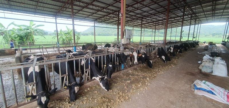 ฟาร์มโคนม