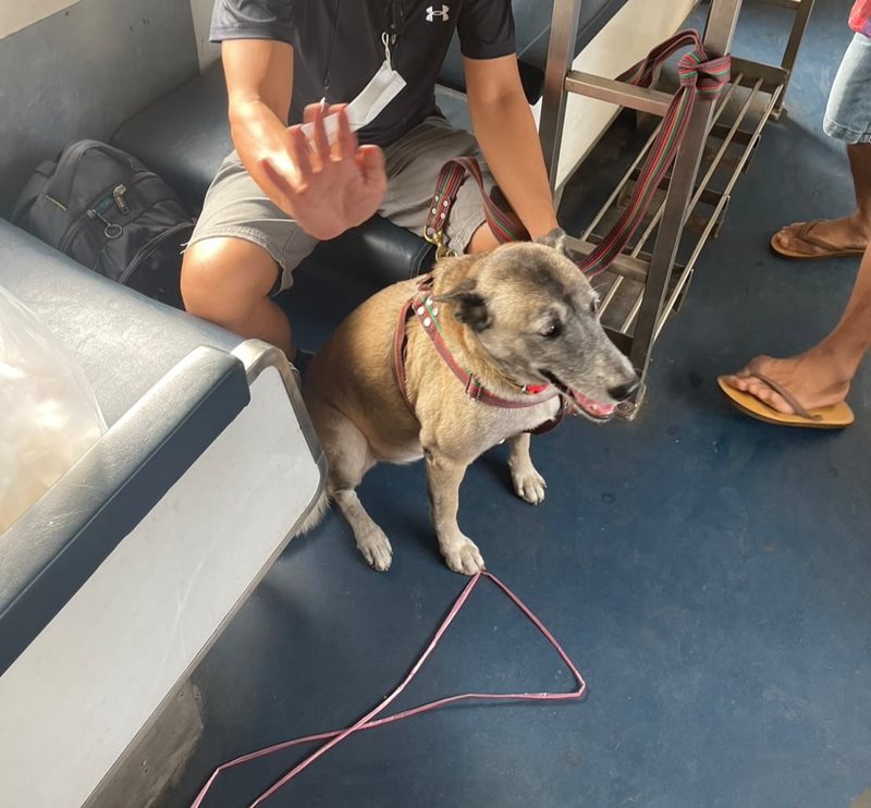 เจ้าหลง สุนัขหัวหิน