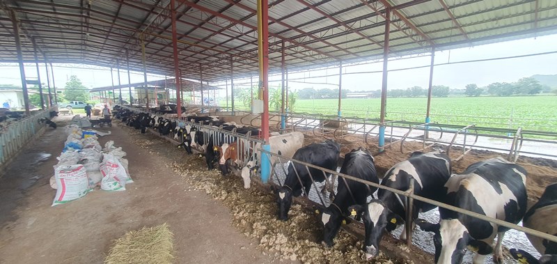 ฟาร์มโคนม