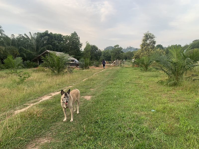 เจ้าหลง สุนัขหัวหิน