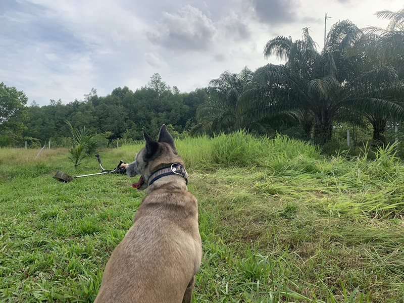 เจ้าหลง สุนัขหัวหิน