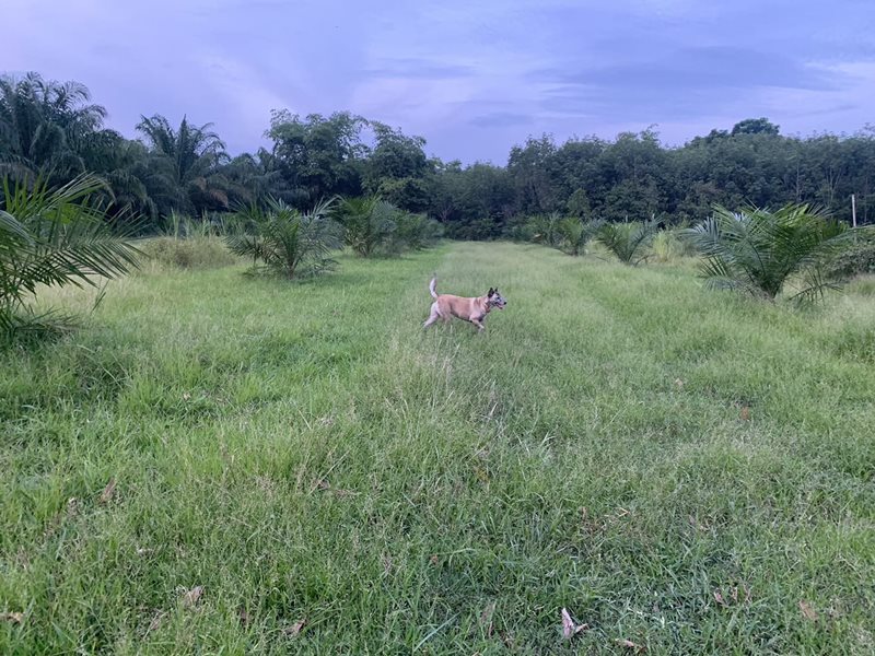 เจ้าหลง สุนัขหัวหิน