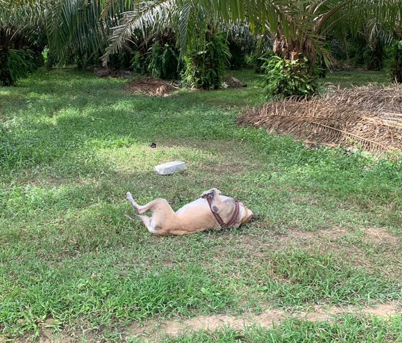 เจ้าหลง สุนัขหัวหิน