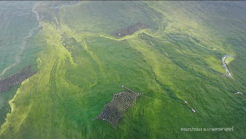 เอล นีโญ่