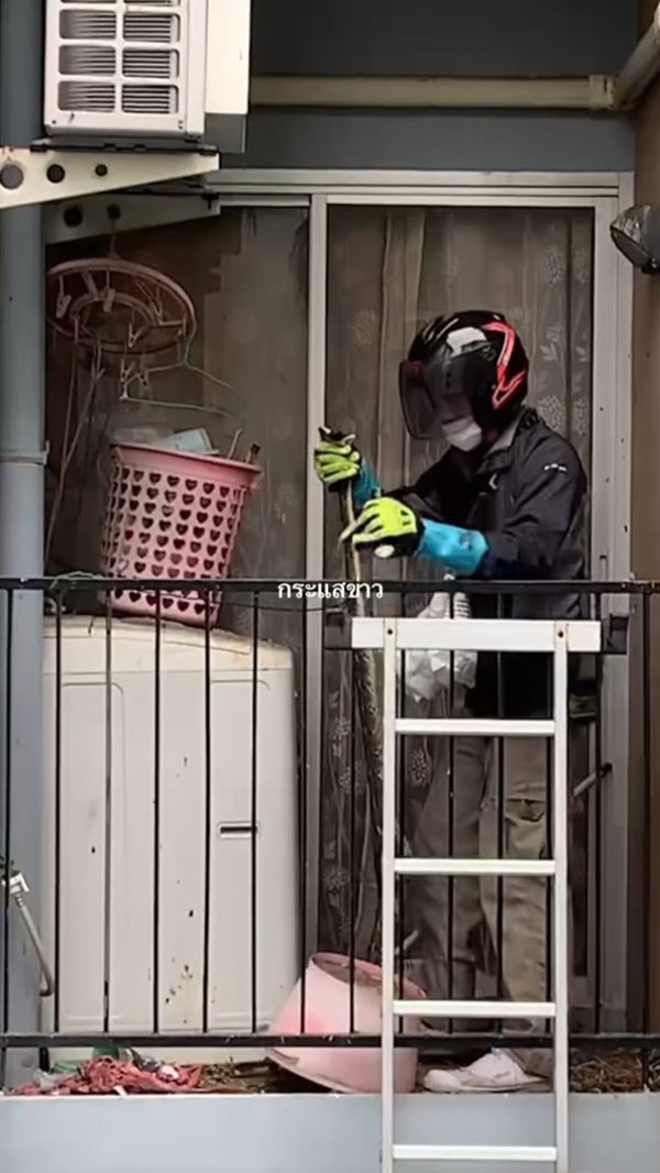 งูขึ้นคอนโด