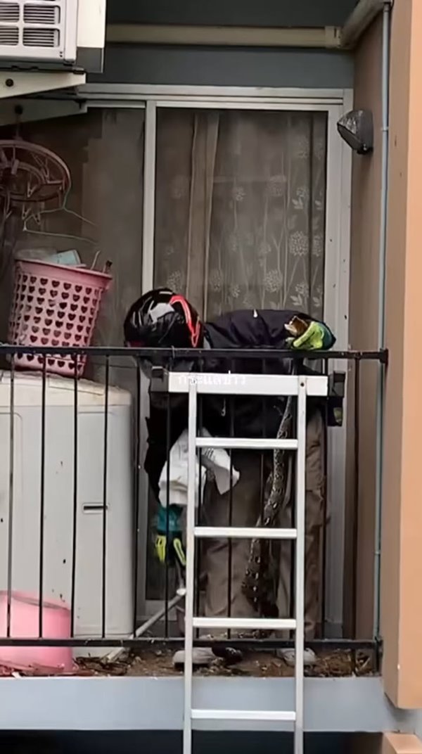 งูขึ้นคอนโด