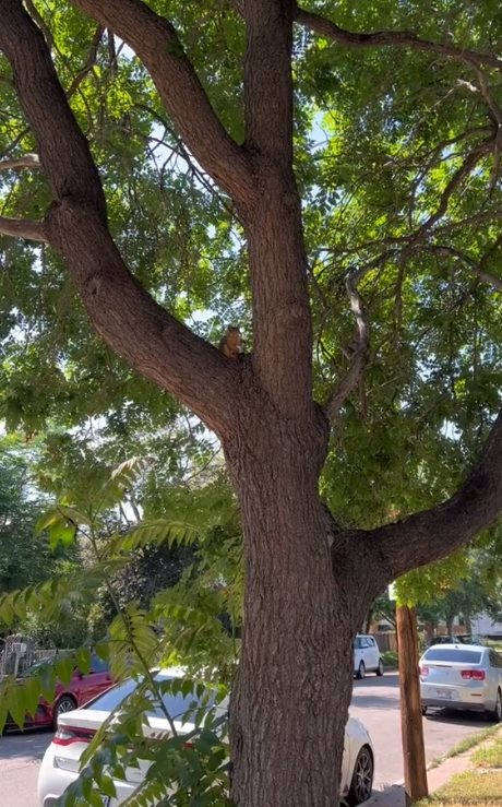 กระรอกถือขวด