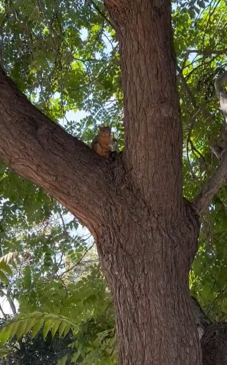 กระรอกถือขวด