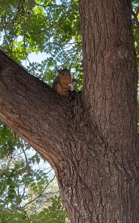 กระรอกถือขวด