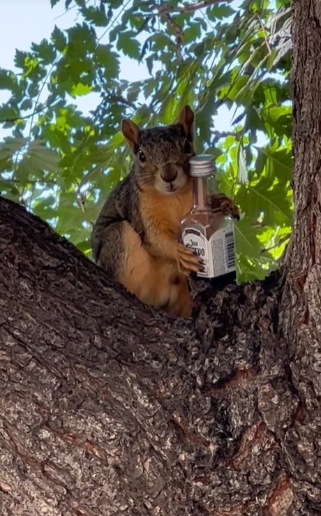 กระรอกถือขวด